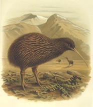 The kiwi